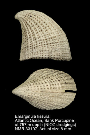 Emarginula fissura.jpg - Emarginula fissura(Linnaeus,1758)